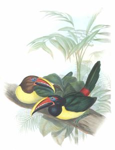 Green Aracari Pteroglossus Viridis