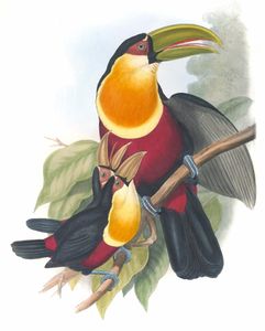 Green Billed Toucan Ramphastos Dicolorus