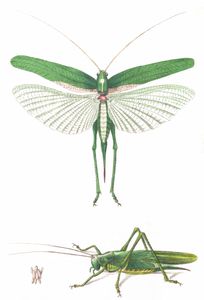Green Locust Vintage Illustration