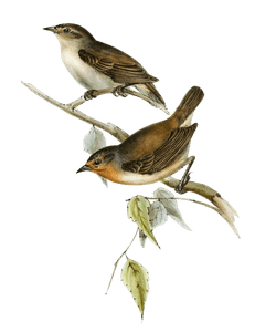 Green Warbler Finch Certhidea Olivacea