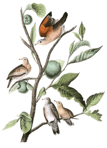 Ground Dove Bird Vintage Illustrations