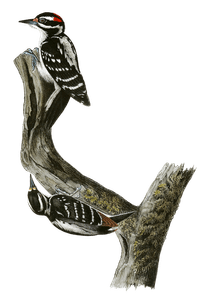 Hairy Woodpecker Bird Vintage Illustrations