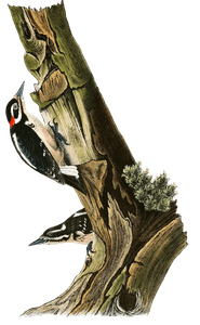Hariis Woodpecker Bird Vintage Illustrations