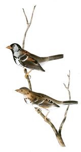 Harris Finch Bird Vintage Illustrations