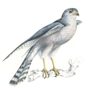 Hawk Accipiter Polyzoides Copy