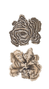 Hooded Madrepore Vintage Coral Illustration