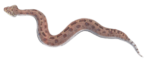 Horned Adder Vipera Caudalis Vintage Illustration