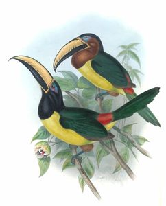Humboldts Aracari Toucan Pteroglossus Humboldti