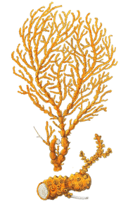 Ifis Aurantia Vintage Coral Illustration