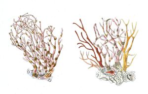Ifis Dichotoma