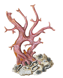 Ifis Nobitis Vintage Coral Illustration