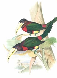 Ivory Billed Aracari Pteroglossus Flavirostris