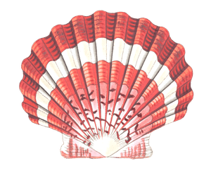 Jacobaean Scallop Vintage Illustration