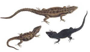 Karoo Girdled Lizard Cordylus Polyzonus Vintage Illustration