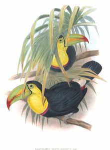 Keel Billed Toucan Ramphastos Brevicarinatus