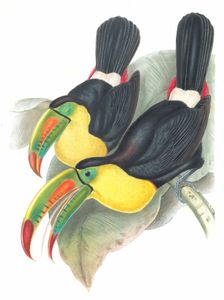 Keel Billed Toucan Ramphastos Carinatus