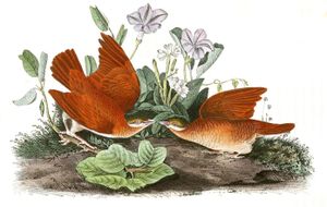 Key West Dove Bird Vintage Illustrations