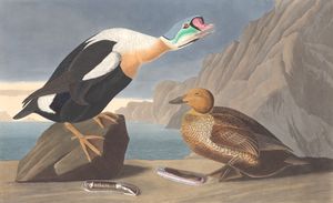 King Duck Bird Vintage Illustrations