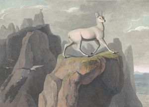 Klip Springer Vintage Animal Illustration