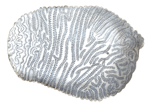 Lace Madrepore Vintage Coral Illustration