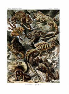 Lacertilia Ernst Haeckel Vintage Lizard Illustrations