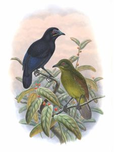 Lady Macgregors Bower Bird Loria Mariae Vintage Illustration