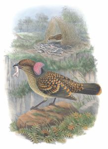 Large Frilled Bower Bird Chlamydodera Occipitalis Vintage Illustration
