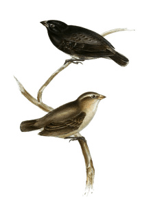 Large Ground Finch Geospiza Parvula