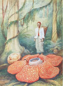 Largest Flower in the World Vintage Illustration