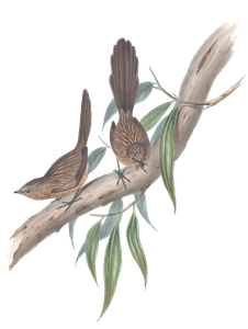 Large Tailed Wren Bird Vintage Illustrations