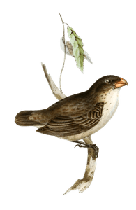 Large Tree Finch Camarhynchus Psittaculus