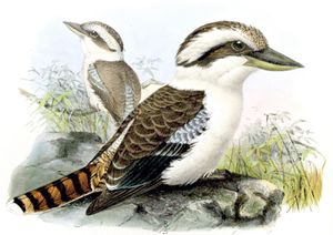 Laughing Kingfisher Bird Vintage Illustration