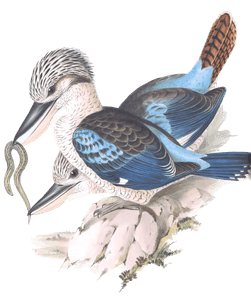 Leachs Kingfisher Blue Winged Kookaburra Bird Vintage Illustrations