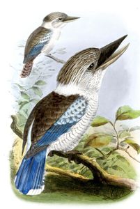 Leachs Laughing Kingfisher Bird Vintage Illustration