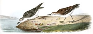 Lemipalmated Sandpiper Bird Vintage Illustrations