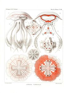 LEonura Terminalis Vintage Jellyfish Illustration