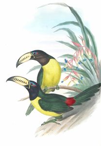 Lettered Aracari Toucan Pteroglossus Inscriptus