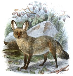 Long Eard Cape Dog Otocyon Megalotis Vintage Illustration