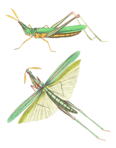 Long Fronted Locust Vintage Insect Illustration