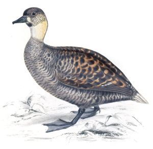 Long Tailed Duck Clangula Leuconotus Copy