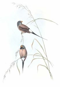 Long Tailed Grass Finch Bird Vintage Illustrations