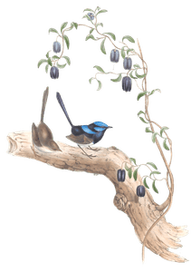 Long Tailed Wren Bird Vintage Illustrations