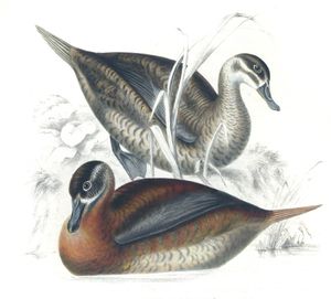Maccoa Duck Oxyura Maccoa Copy
