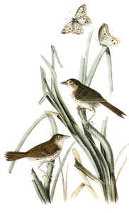 Macqillivays Shore Finch Bird Vintage Illustrations