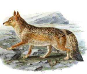 Magellanic Dog Canis Magellaricus Vintage Illustration