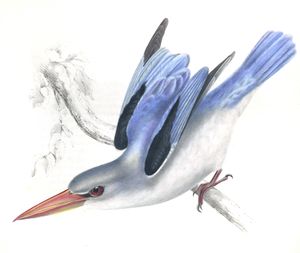 Mangrove Kingfisher Halcyon Senegaloides Copy