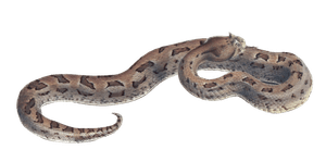 Many Horned Adder Vipera Lophophrys Vintage Illustration