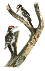 Marias Woodpecker Bird Vintage Illustrations