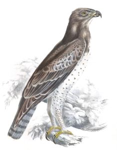Martial Eagle Copy