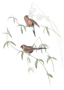 Masked Grass Finch Bird Vintage Illustrations